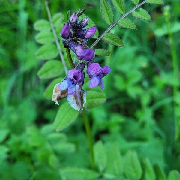 Vicia sepium Fleur