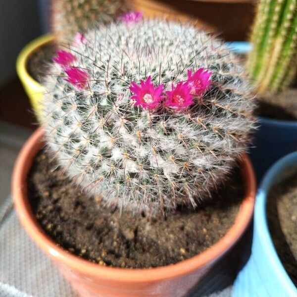 Mammillaria hahniana Flor