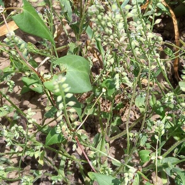 Myosotis stricta Froito