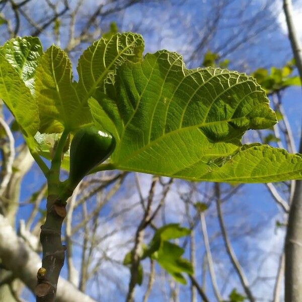 Ficus carica Gyümölcs