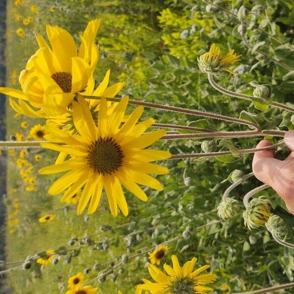 Helianthus mollis Flor