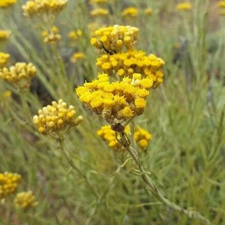 Helichrysum italicum പുഷ്പം