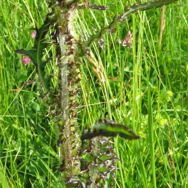 Cirsium palustre ফুল