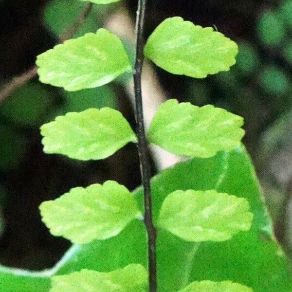 Asplenium trichomanes Листок