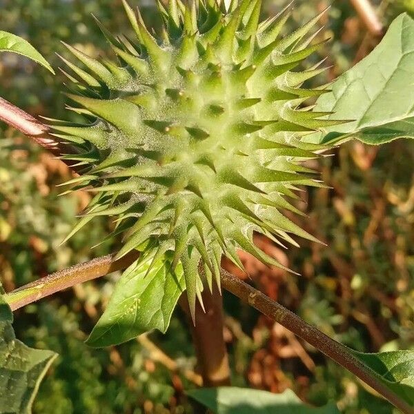 Datura stramonium Gyümölcs