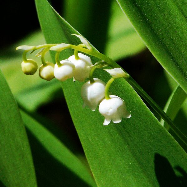 Convallaria majalis برگ