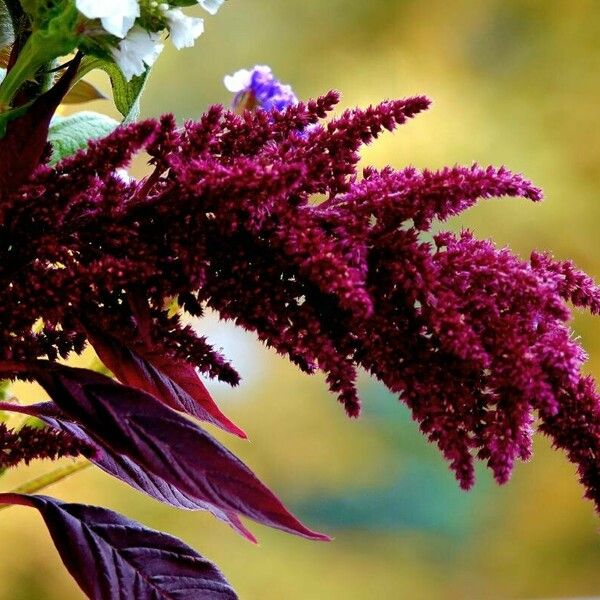 Amaranthus cruentus Цвят