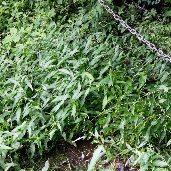 Persicaria hydropiper Blad