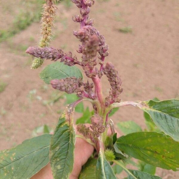 Amaranthus hybridus Flower