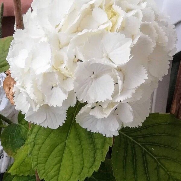 Hydrangea spp. Flower