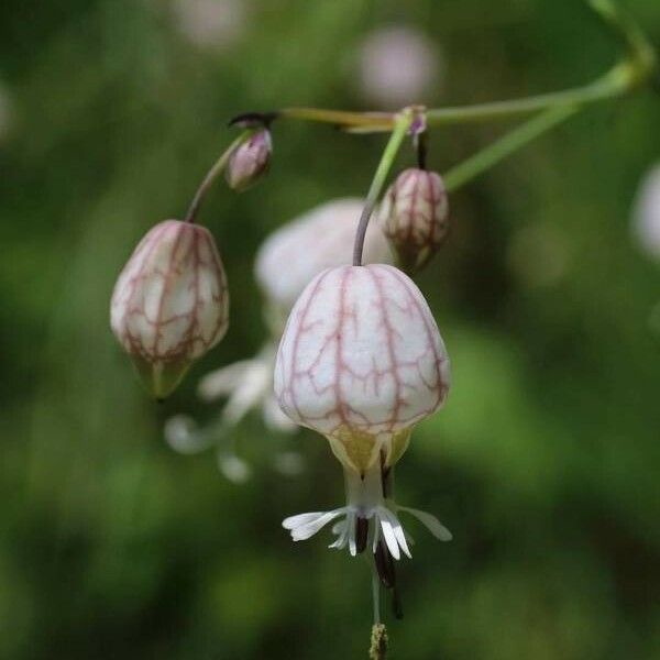 Silene fabarioides പുഷ്പം