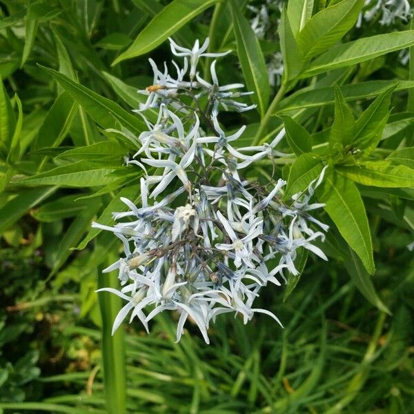 Amsonia tabernaemontana Blüte