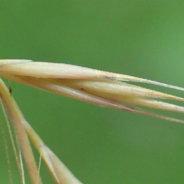 Festuca myuros Frukto