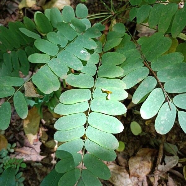 Abrus precatorius Leaf