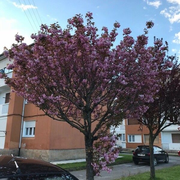 Prunus serrulata Habit