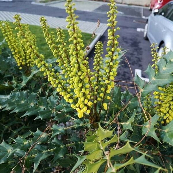 Berberis japonica Flower