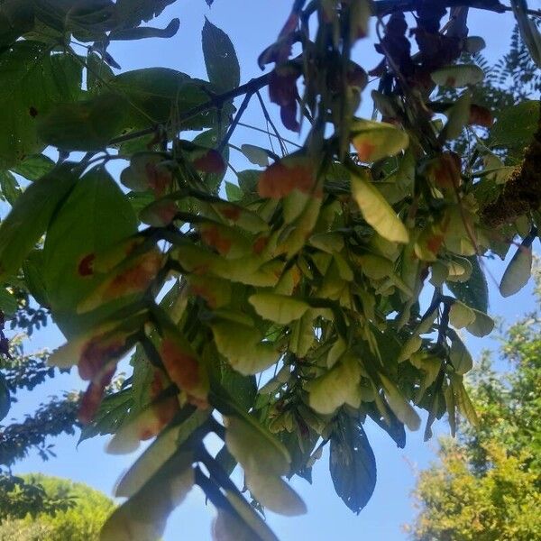 Acer negundo Leaf