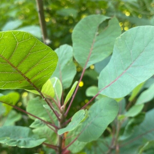 Cotinus obovatus 葉