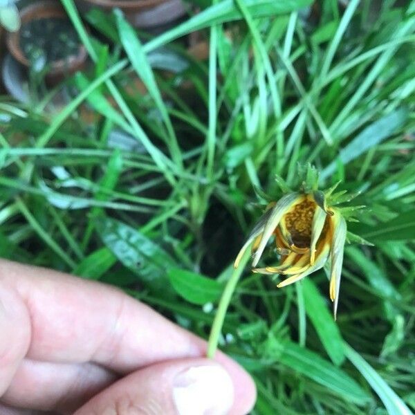 Gazania spp. Flor