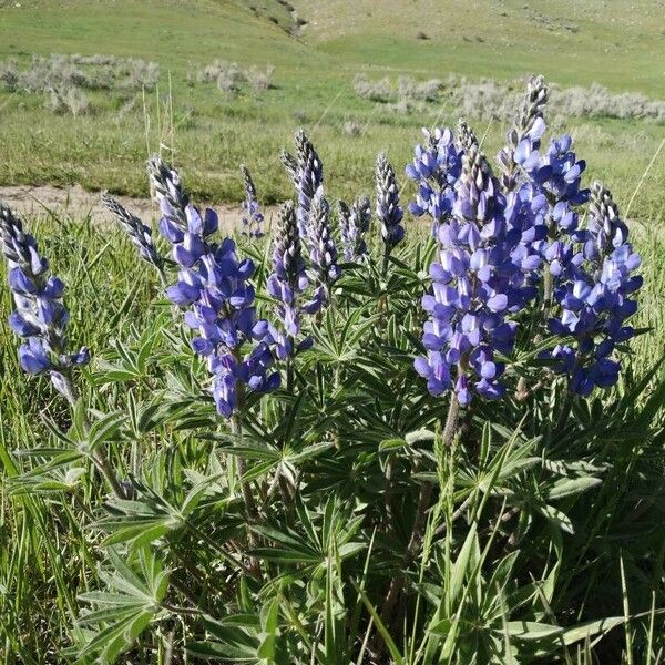 Lupinus angustifolius Blomma