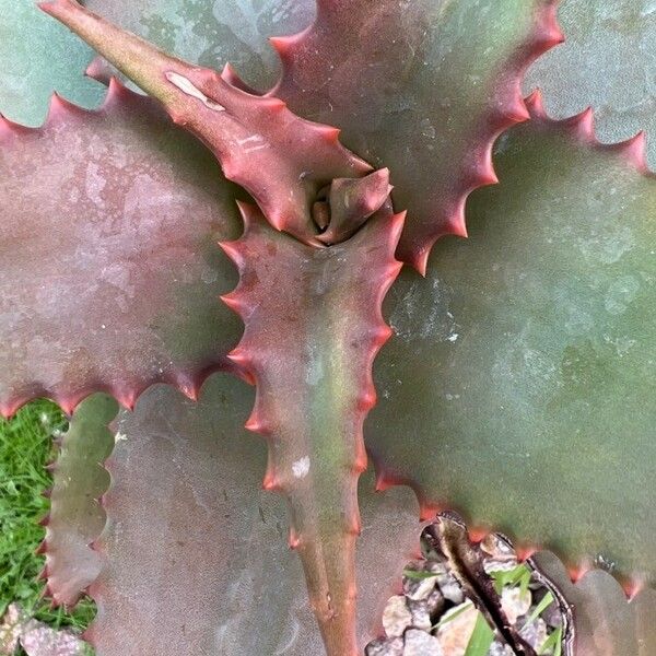 Aloe elgonica Folha