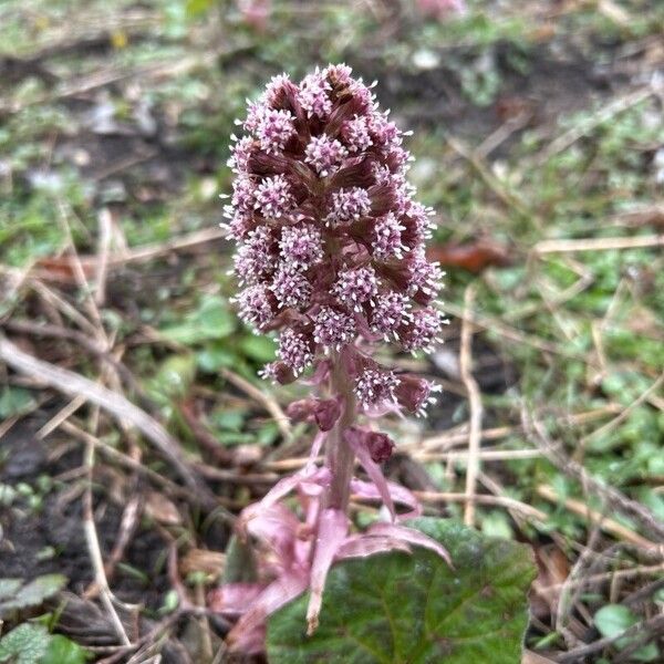 Petasites hybridus फूल