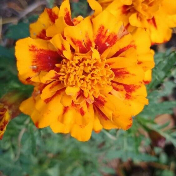 Tagetes patula ফুল