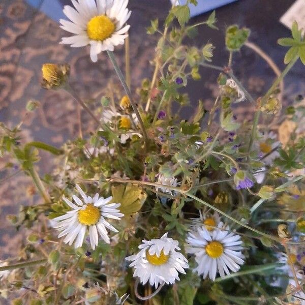 Bellis annua Blomma