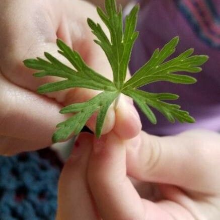 Geranium carolinianum Листок