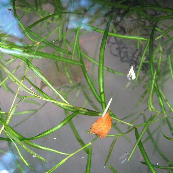 Potamogeton berchtoldii 整株植物