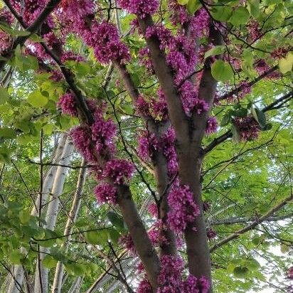 Cercis siliquastrum Flower