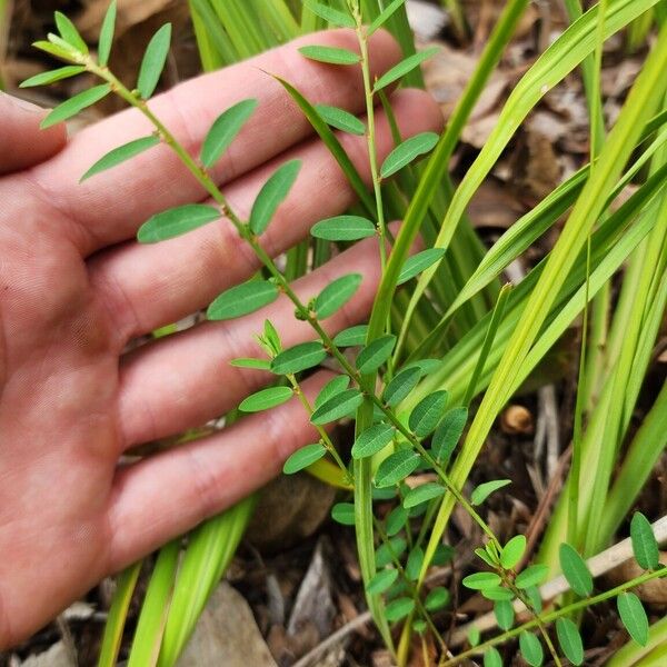 Phyllanthus virgatus Liść