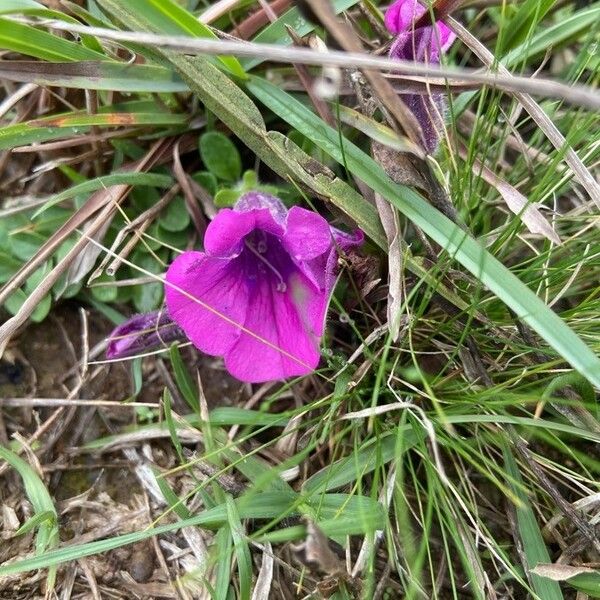 Petunia integrifolia Flower