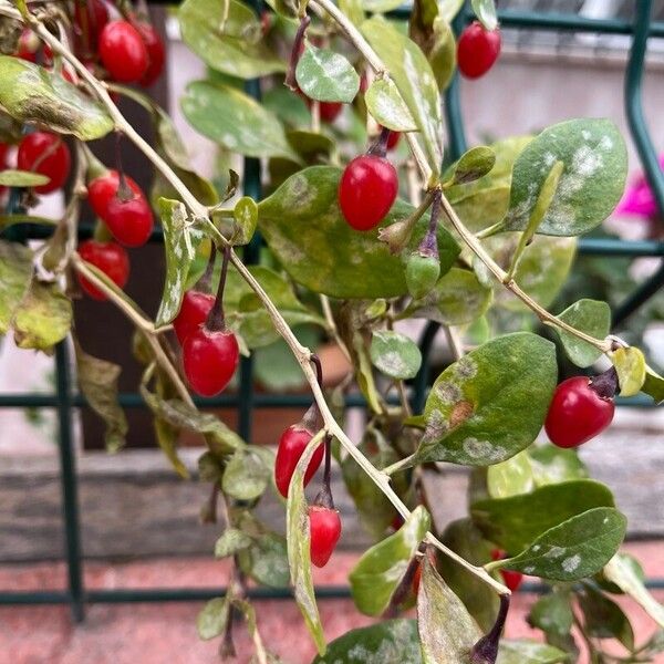 Lycium barbarum Fruit