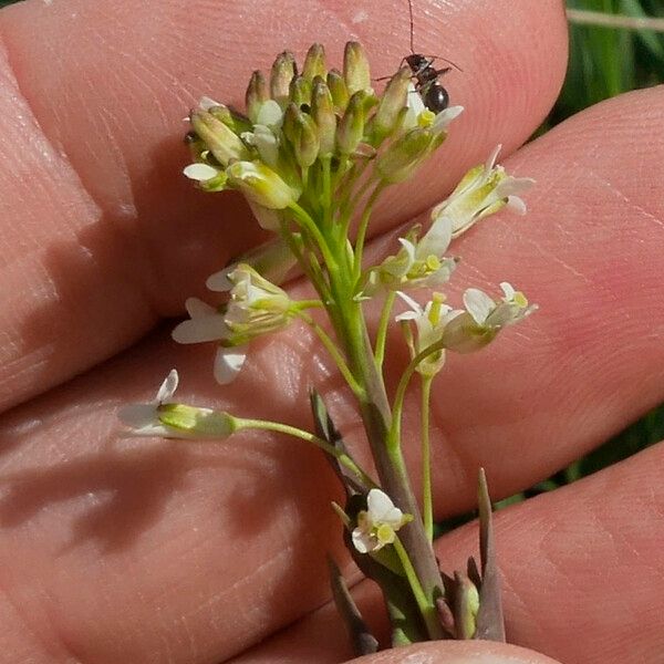 Turritis glabra Bloem