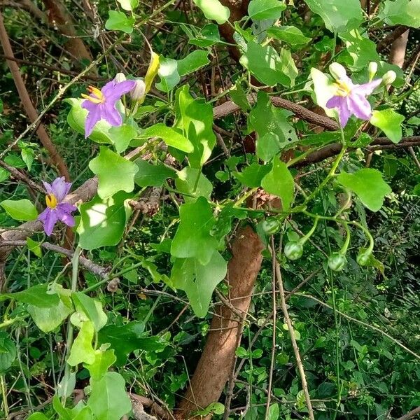 Solanum trilobatum Floare