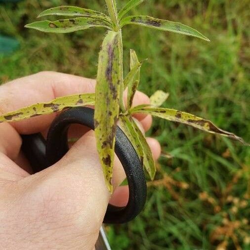 Blephilia ciliata पत्ता