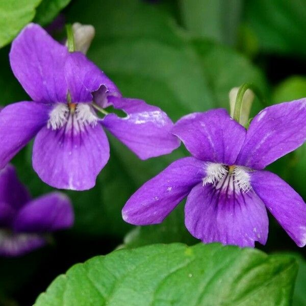 Viola riviniana Λουλούδι