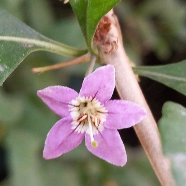 Lycium barbarum Blomst