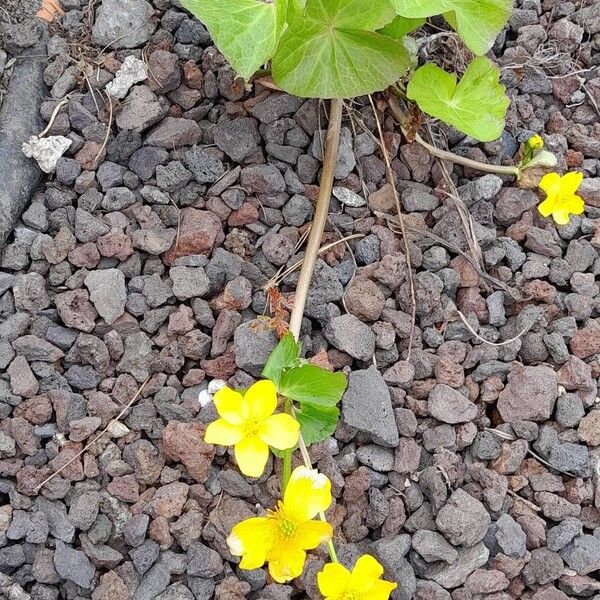 Caltha palustris عادت داشتن