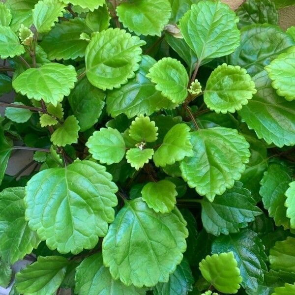 Plectranthus verticillatus Лист