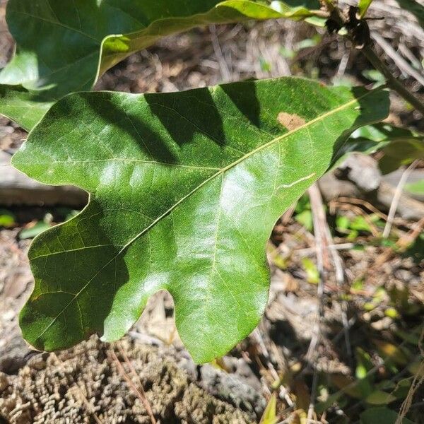 Quercus stellata Лист