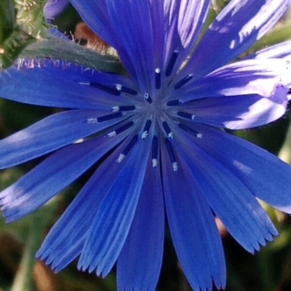 Cichorium endivia പുഷ്പം