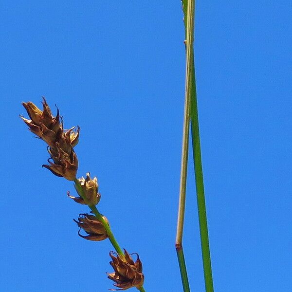 Carex divulsa Flor