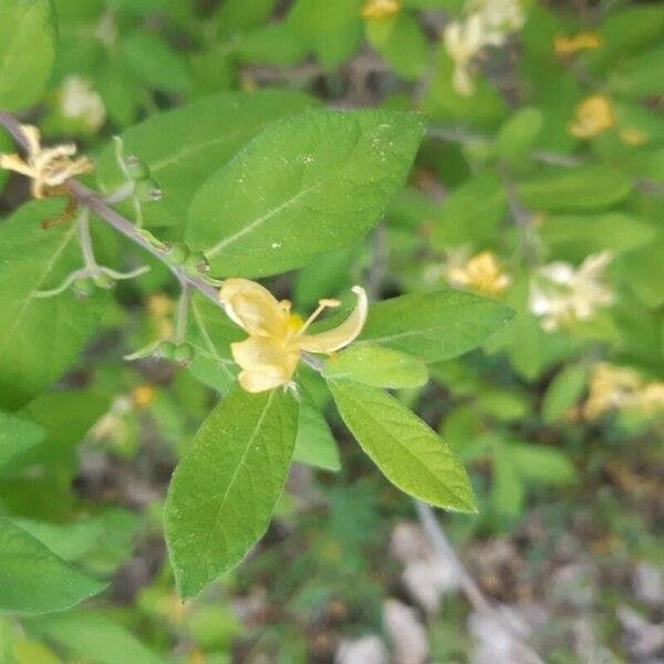 Lonicera morrowii Flower