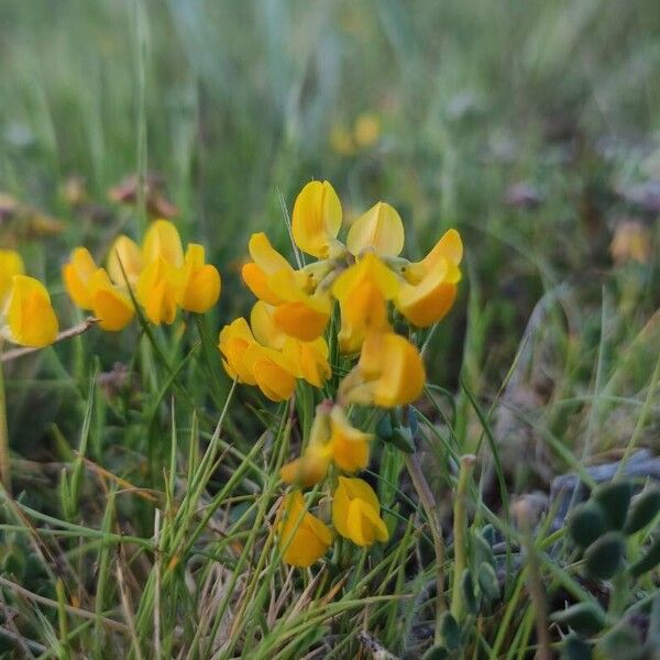 Coronilla minima Fiore