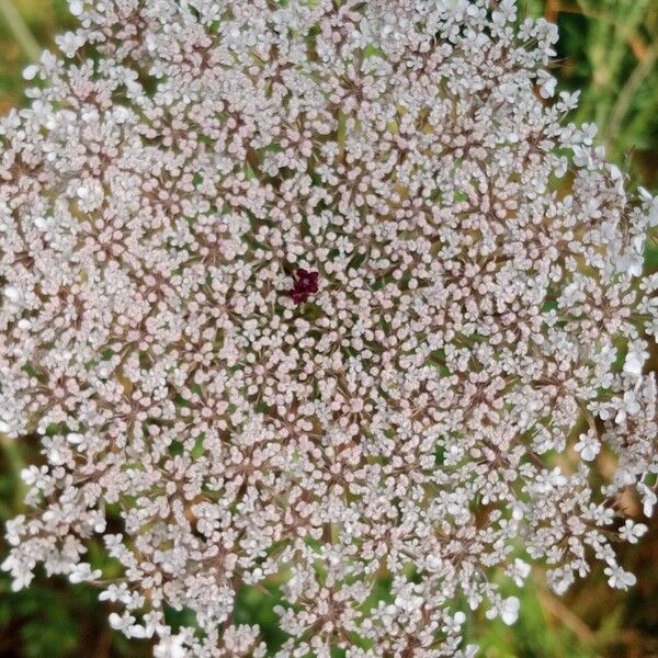 Daucus carota Květ