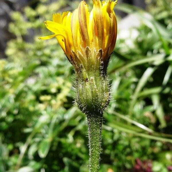 Leontodon crispus Flower