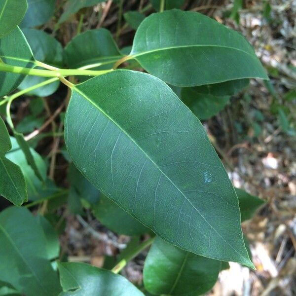 Eucalyptus robusta Fulla