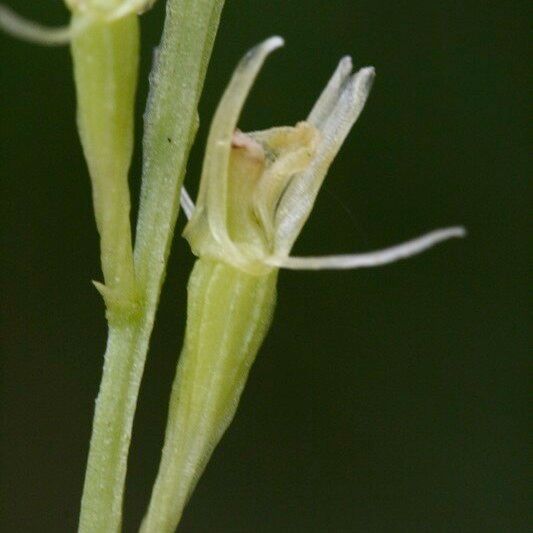 Liparis loeselii Fruit